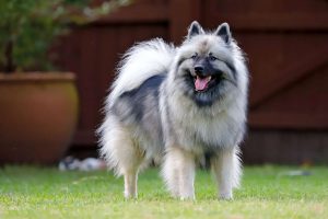 When is a Keeshond Full Grown?