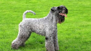 How Long Do Kerry Blue Terriers Live?
