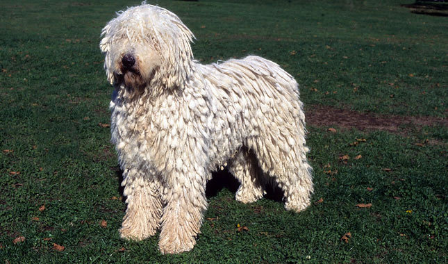 When is a Komondor Full Grown?