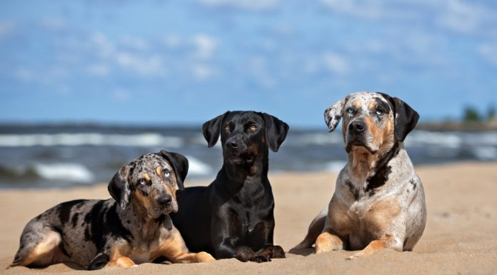 When is a Labahoula Dog Full Grown?