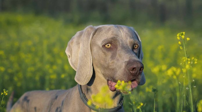 When is a Labmaraner Full Grown?