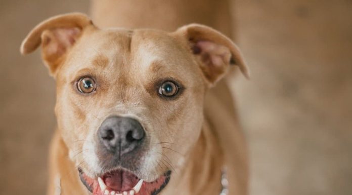 When is a Labrabull Full Grown?