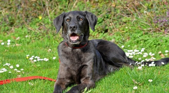 When is a Labradane Full Grown?