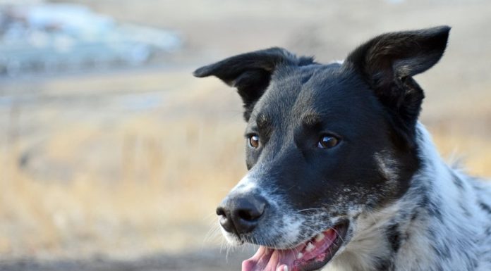 When is a Labraheeler Full Grown?