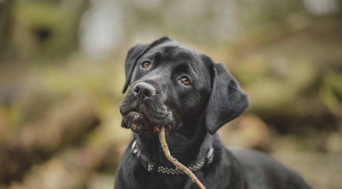 When is a Labrottie Dog Full Grown?