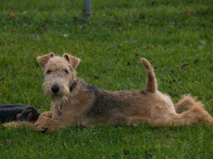 How Long Do Lakeland Terriers Live?
