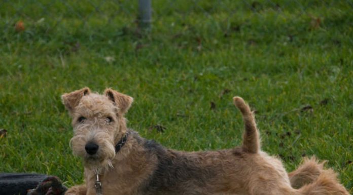 When is a Lakeland Terrier Full Grown?