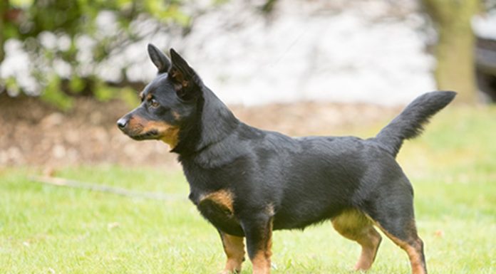 When is a Lancashire Heeler Full Grown?