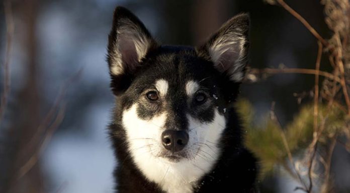 When is a Lapponian Herder Full Grown?