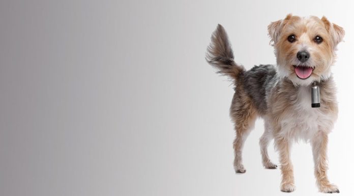 When is a Malteagle Full Grown?