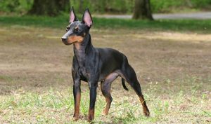 How Long Do Manchester Terriers Live?