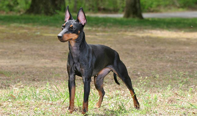 When is a Manchester Terrier Full Grown?