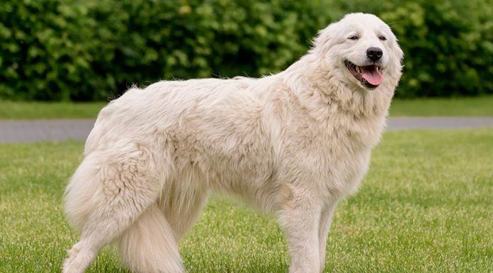 When is a Maremma Sheepdog Full Grown?