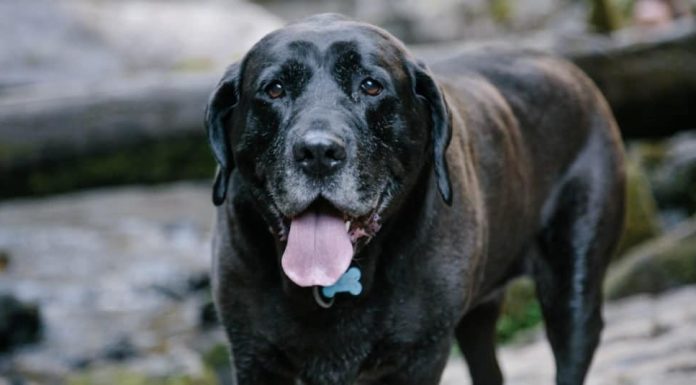 When is a Mastador Dog Full Grown?