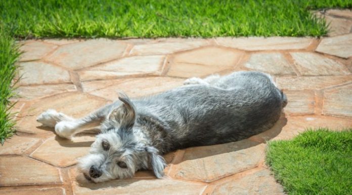 When is a Mauzer Dog Full Grown?