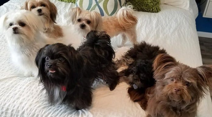 When is a Miki Dog Full Grown?