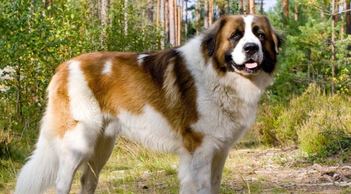 When is a Moscow Watchdog Full Grown?