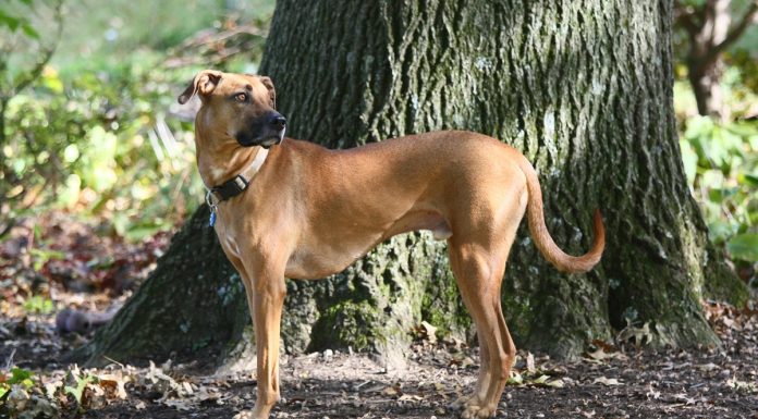 When is a Mountain Cur Full Grown?