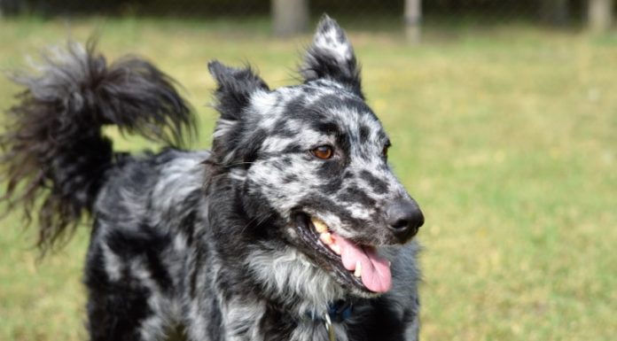 When is a Mudi Dog Full Grown?