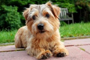 When is a Norfolk Terrier Full Grown?