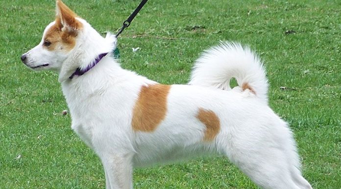 When is a Norrbottenspets Full Grown?