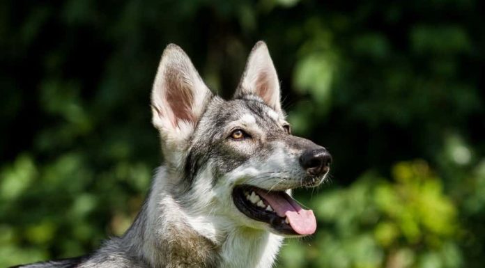 When is a Northern Inuit Dog Full Grown?