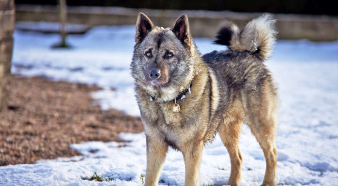 When is a Norwegian Elkhound Full Grown?