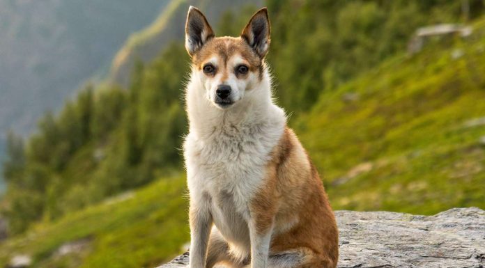 When is a Norwegian Lundehund Full Grown?