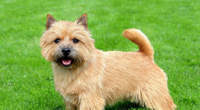 When is a Norwich Terrier Full Grown?