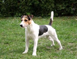 When is a Parson Russell Terrier Full Grown?