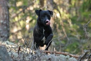 How Long Do Patterdale Terriers Live?