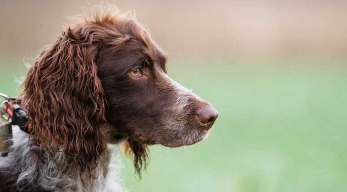 When is a Pont Audemer Spaniel Full Grown?