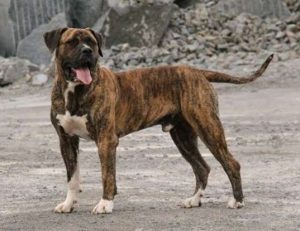 How long does the Presa Canario live