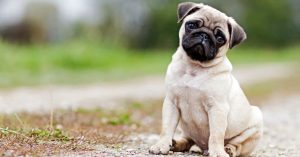 Pug Lifespan Facts You Should Know
