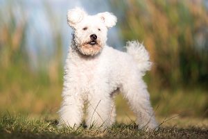 When is a Pumi Dog Full Grown?