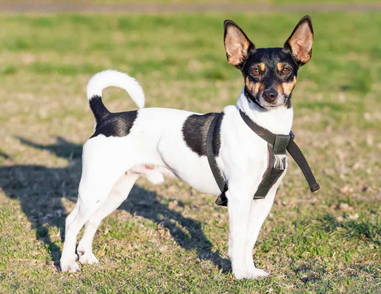 Rat Terrier Lifespan How Long Do Rat Terriers Live?