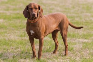 When is a Redbone Coonhound Full Grown?