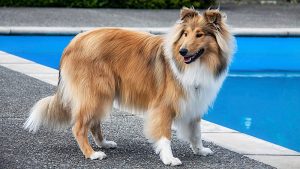 When is a Rough Collie Full Grown?