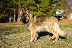 When is a Shiloh Shepherd Dog Full Grown?