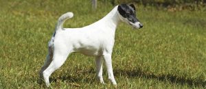 How Long Do Smooth Fox Terriers Live?