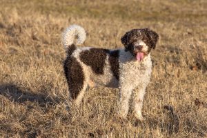 How Long Do Spanish Water Dogs Live?
