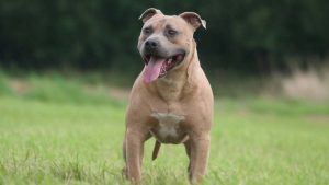 How Long Do Staffies Normally Live?