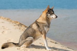 How Long Do Tamaskan Dogs Live?