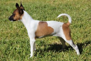 How Long Do Tenterfield Terriers Live?