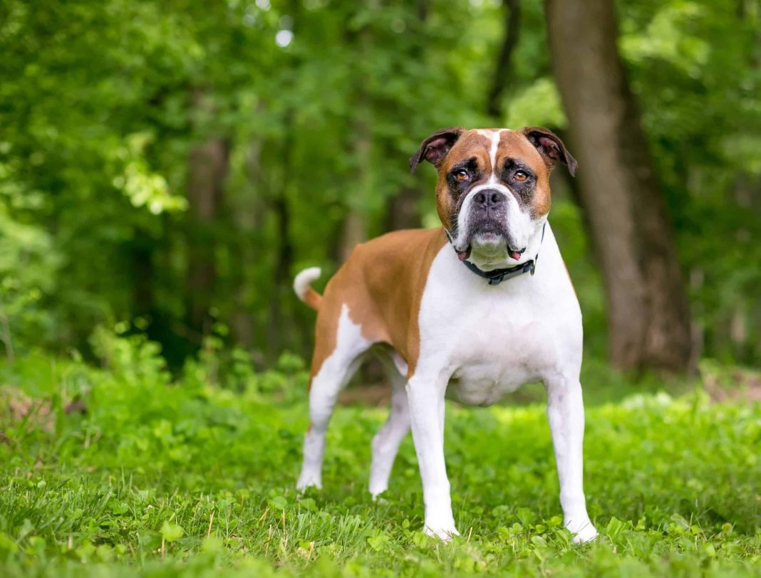 Valley Bulldog Lifespan: How Long Do Valley Bulldogs Live?