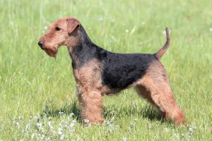 How Long Do Welsh Terriers Live?