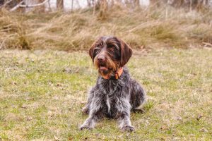 When is a Wirehaired Pointing Griffon Full Grown?