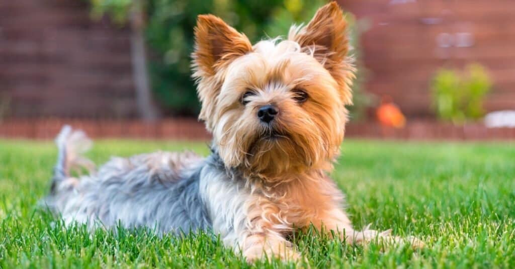 Yorkie Lifespan How Long Do Yorkies Live?