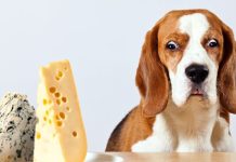 Can Dogs Eat Cheese?