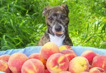Can Dogs Eat Peaches?